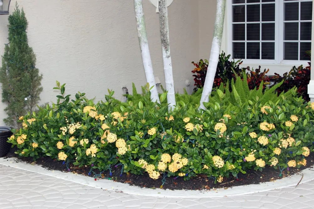 Custom landscape design in Palm Beach Gardens, FL - Peak Lawn Maintenance and Landscaping