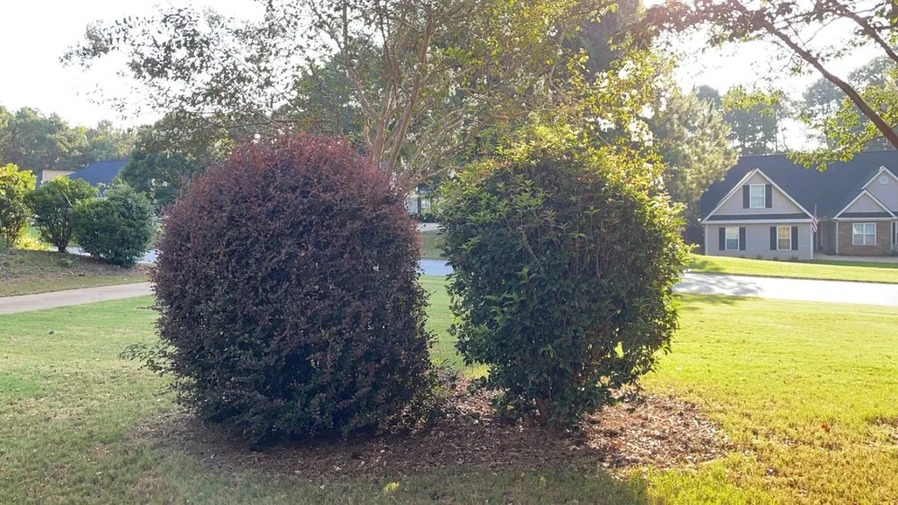 Trusted lawn care service experts serving LaGrange, GA - Peak Service