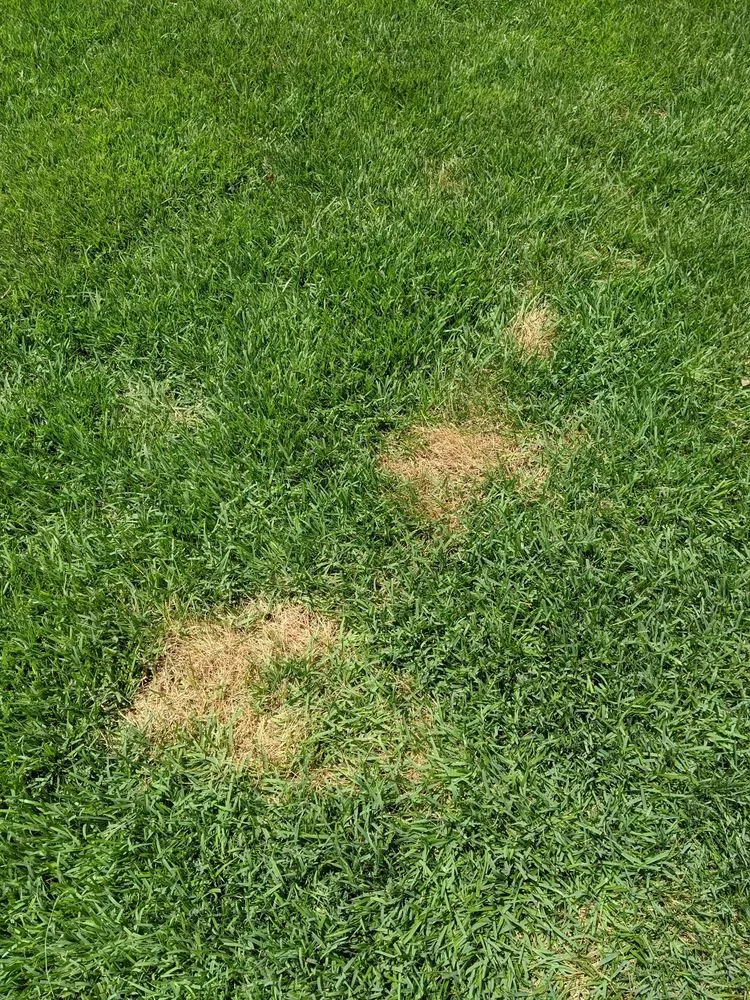 Local yard maintenance in Holly Springs, NC by Peak Sodding