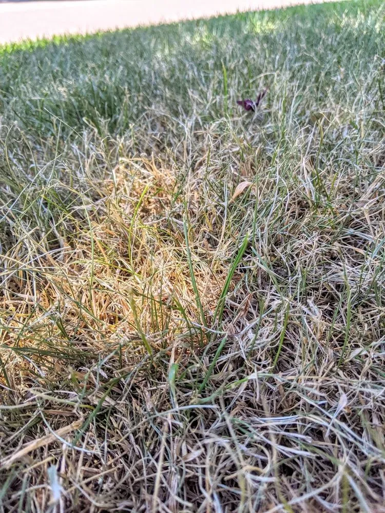 Affordable yard maintenance with custom design in Holly Springs, NC by Peak Sodding