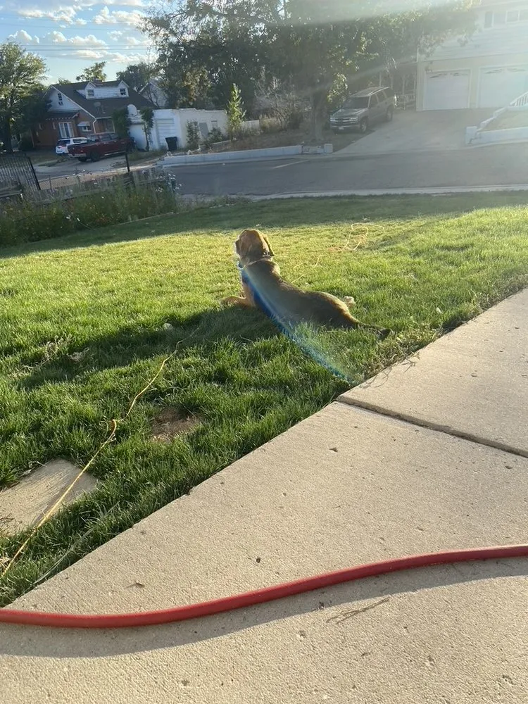 Local yard cleanup service in Pueblo, CO - Peak to Prairie Lawn Care