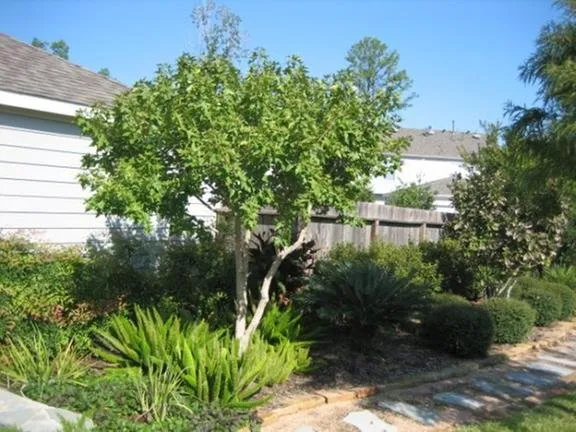 Expert outdoor landscaping for beautiful yards across Cypress, TX - Pearce Scapes