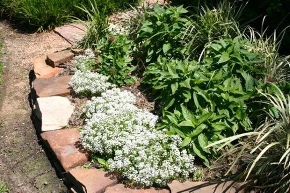 Custom lawn care service experts serving Cypress, TX - Pearce Scapes