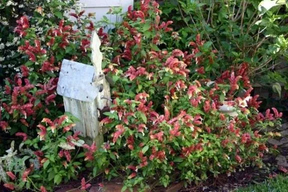 Custom lawn care service for homes in Cypress, TX by Pearce Scapes