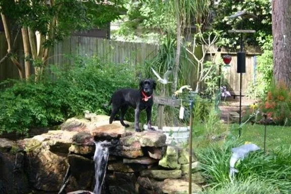 Expert lawn care service experts serving Cypress, TX - Pearce Scapes