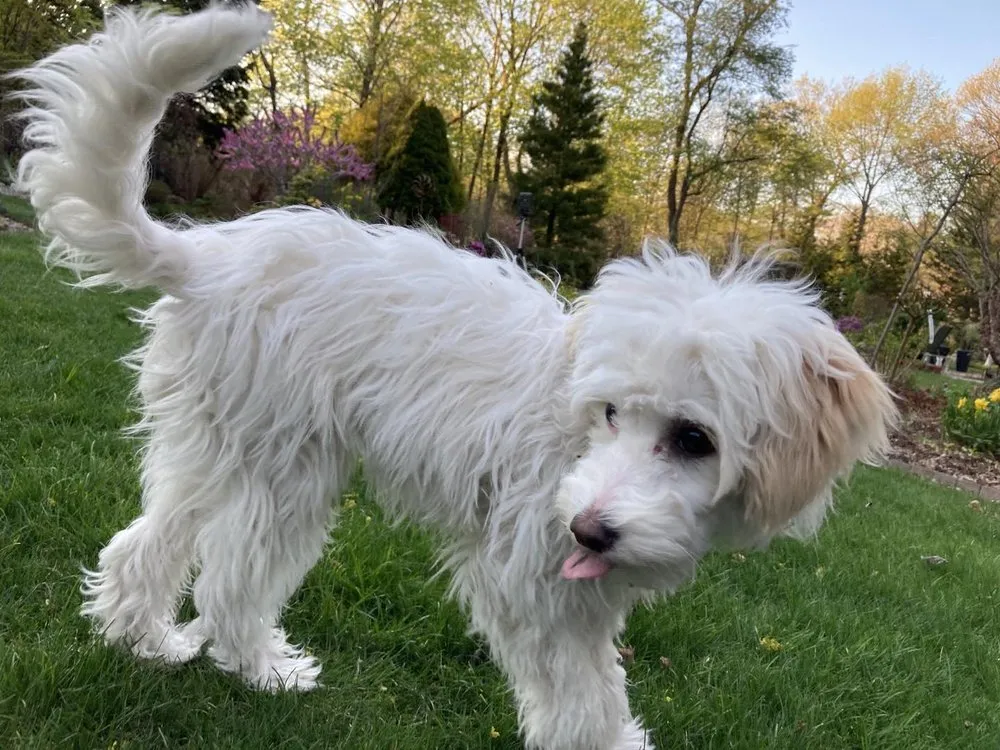 Local outdoor landscaping experts serving WAYLAND, MA - Pearls Premium Ultra Low Maintenance Lawn Seed