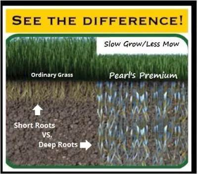 Reliable residential landscaping in WAYLAND, MA - Pearls Premium Ultra Low Maintenance Lawn Seed