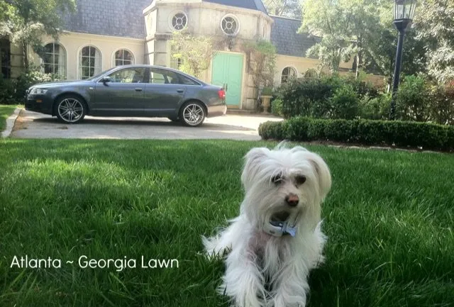 Trusted landscaping services in WAYLAND, MA by Pearls Premium Ultra Low Maintenance Lawn Seed