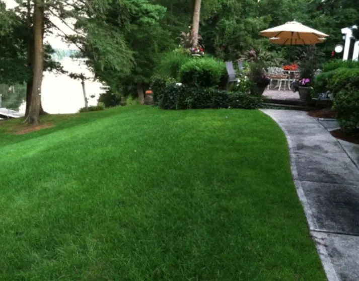 Top-rated lawn care service in WAYLAND, MA by Pearls Premium Ultra Low Maintenance Lawn Seed