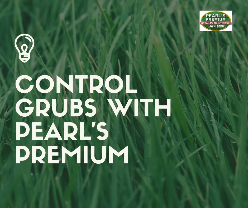 Affordable landscape installation in WAYLAND, MA - Pearls Premium Ultra Low Maintenance Lawn Seed