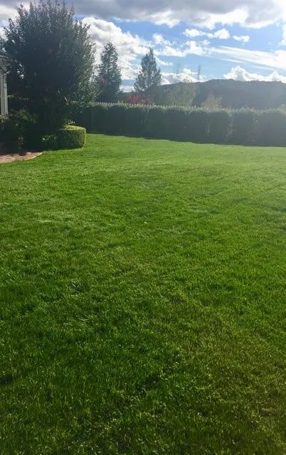 Reliable outdoor landscaping for year-round maintenance across WAYLAND, MA - Pearls Premium Ultra Low Maintenance Lawn Seed