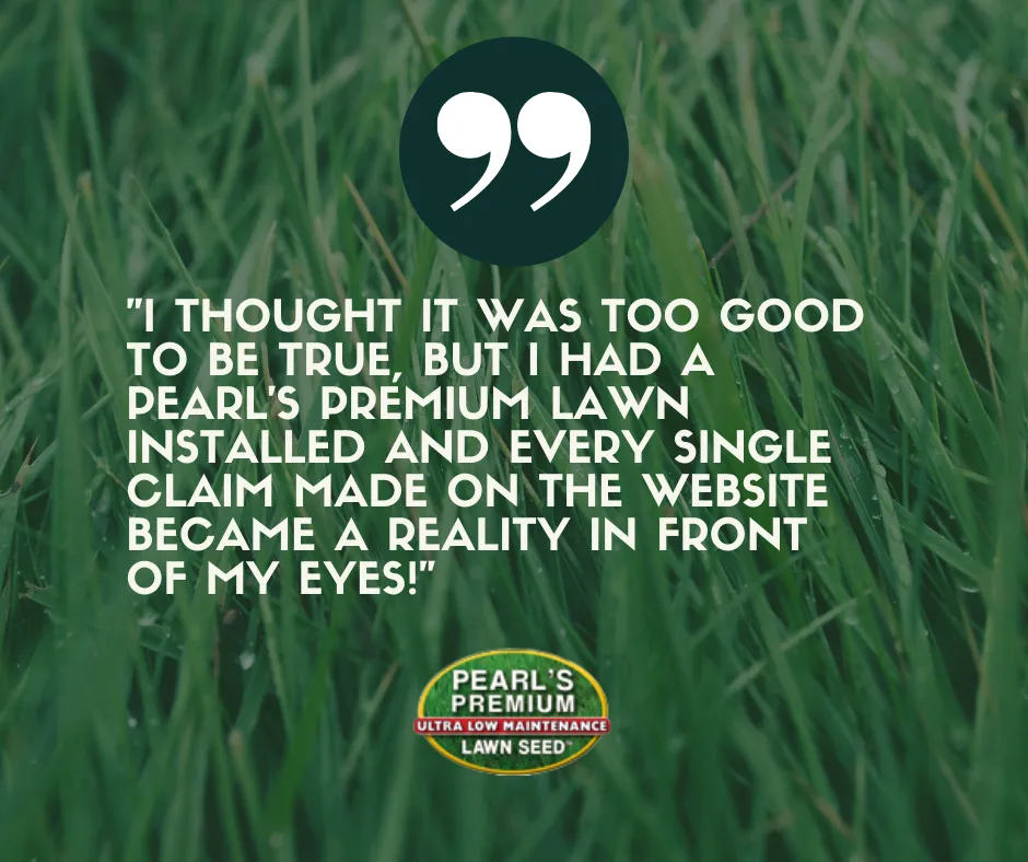 Expert yard cleanup service for beautiful yards across WAYLAND, MA - Pearls Premium Ultra Low Maintenance Lawn Seed