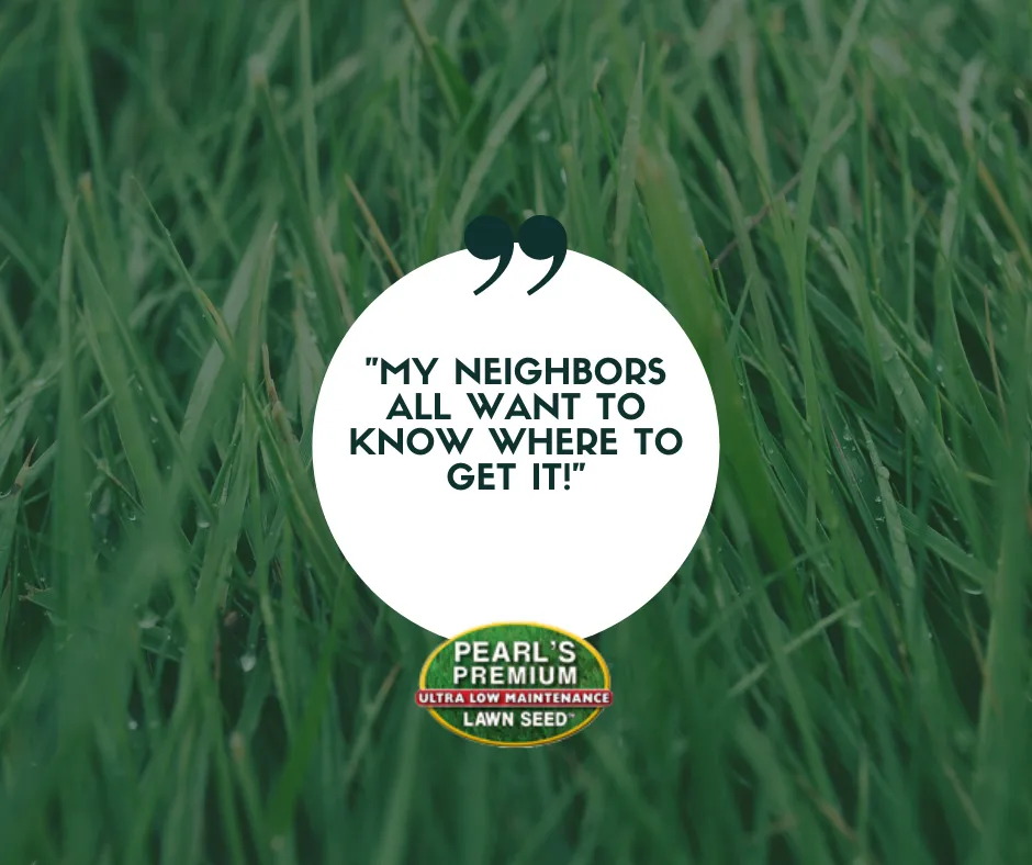 Custom yard maintenance for beautiful yards across WAYLAND, MA - Pearls Premium Ultra Low Maintenance Lawn Seed