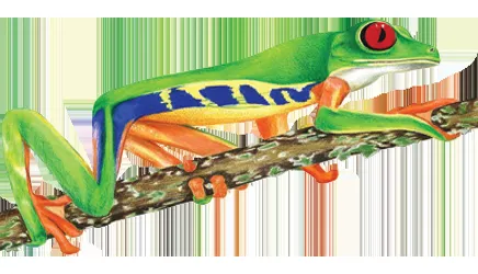 Professional residential landscaping for residential properties in Big Pine Key, FL by Pearson Tree Service