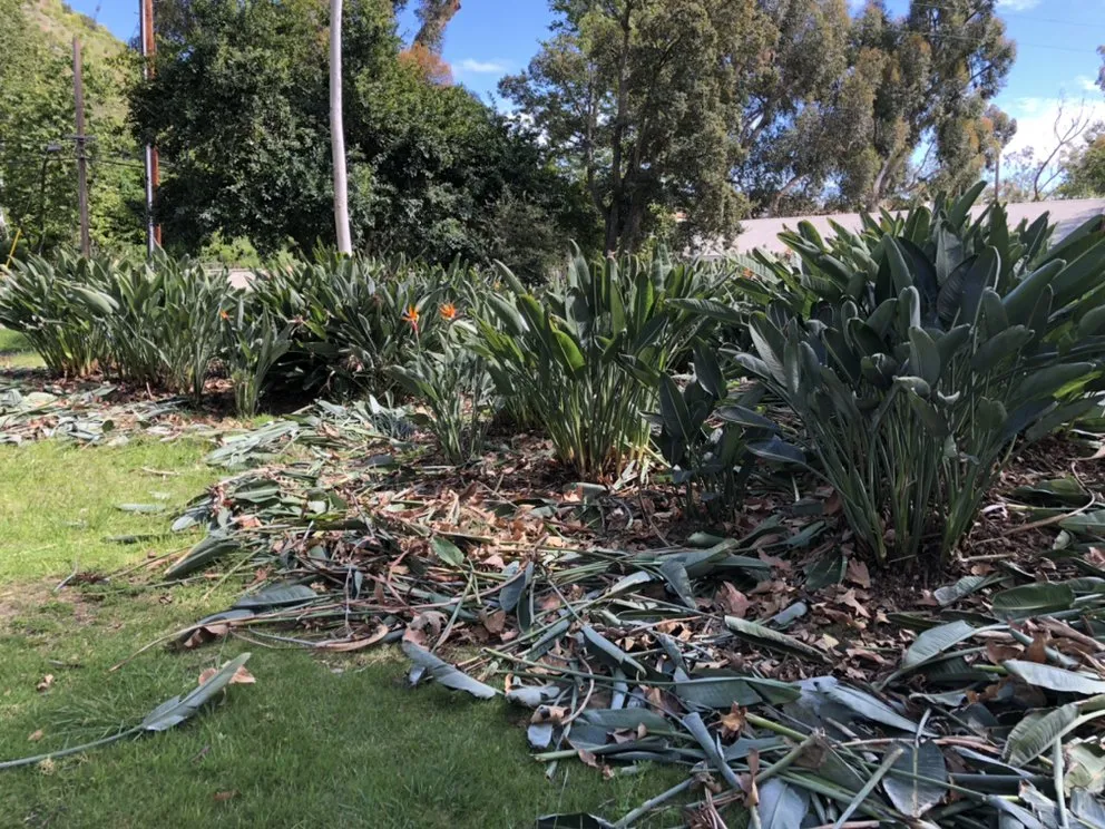 Reliable landscaping services for beautiful yards in Simi Valley, CA by Peña’s Landscape Care