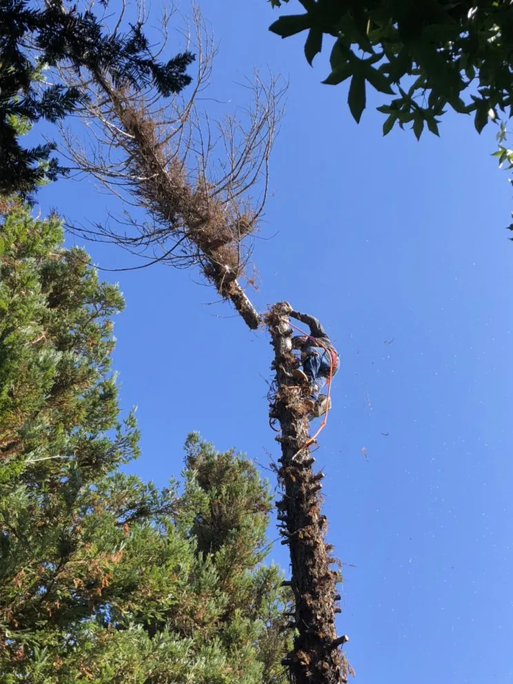 Professional outdoor landscaping experts serving Simi Valley, CA - Peña’s Landscape Care