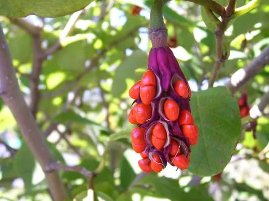 Pease In Your Garden Logo