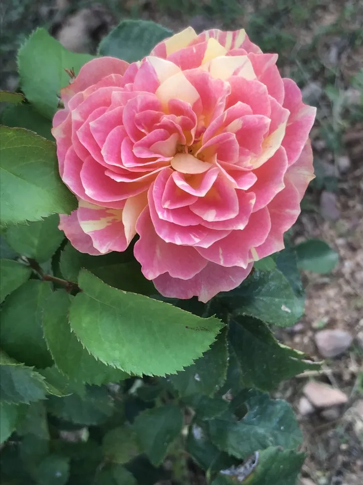 Affordable yard maintenance experts serving Catalina, AZ - Peasleys Landscaping