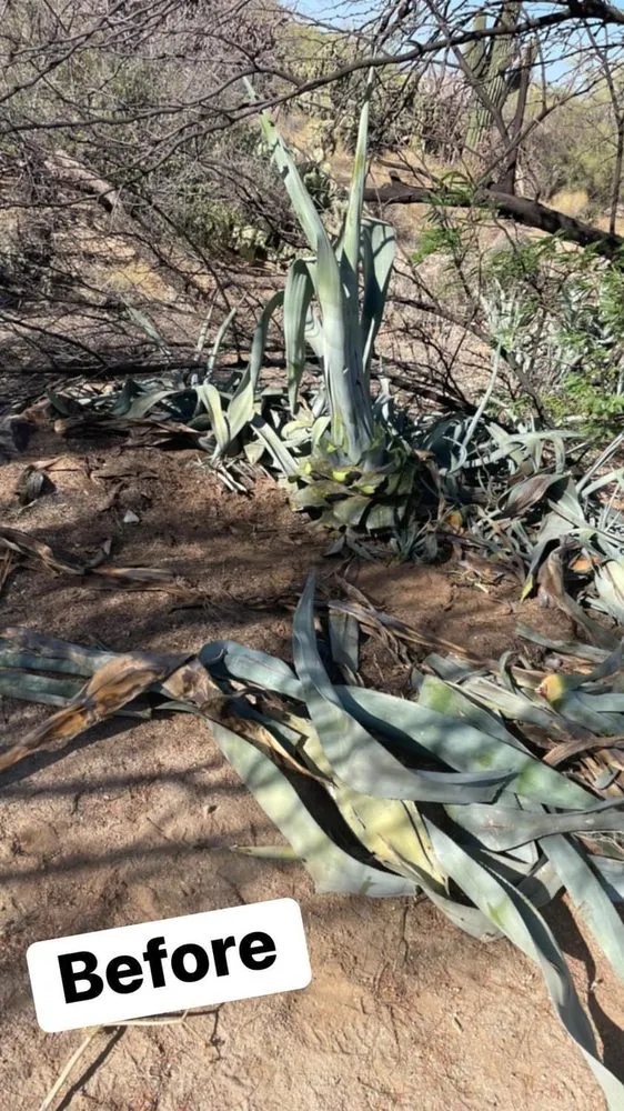 Top-rated residential landscaping in Catalina, AZ - Peasleys Landscaping