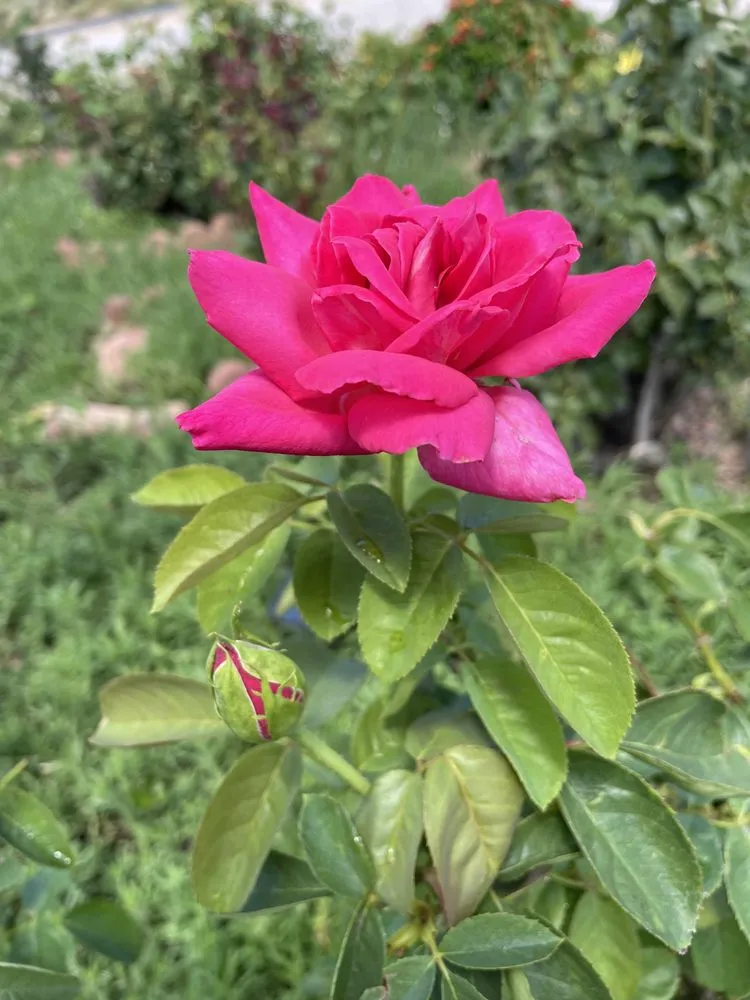 Reliable landscape design for year-round maintenance in Catalina, AZ by Peasleys Landscaping