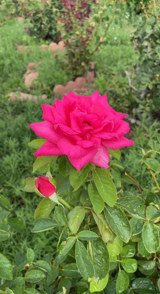 Local landscape installation with custom design across Catalina, AZ - Peasleys Landscaping