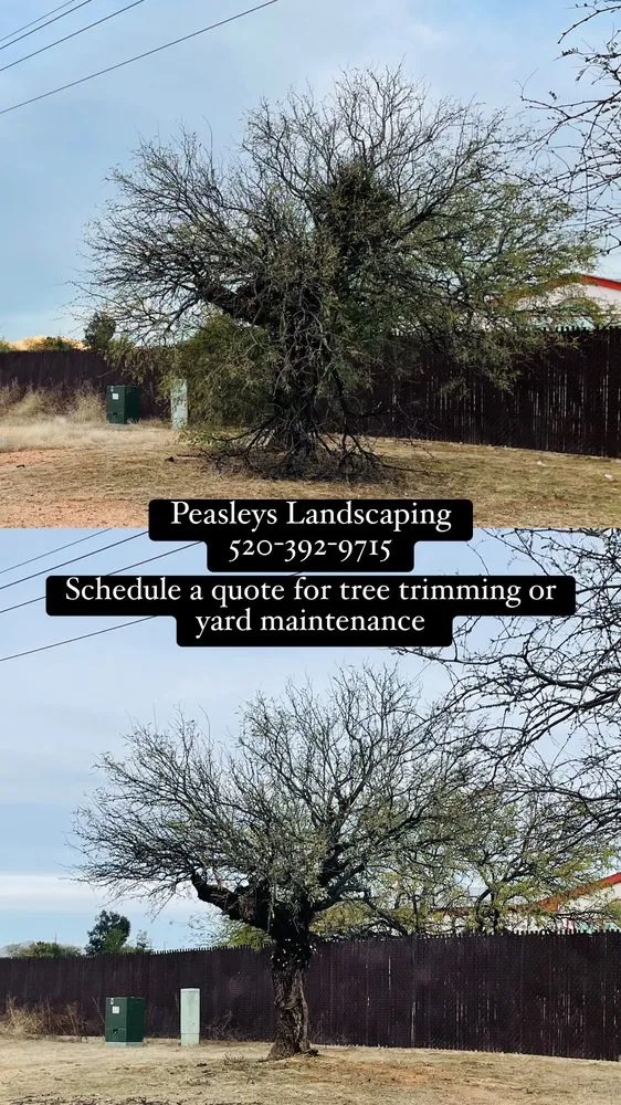 Professional yard maintenance experts serving Catalina, AZ - Peasleys Landscaping