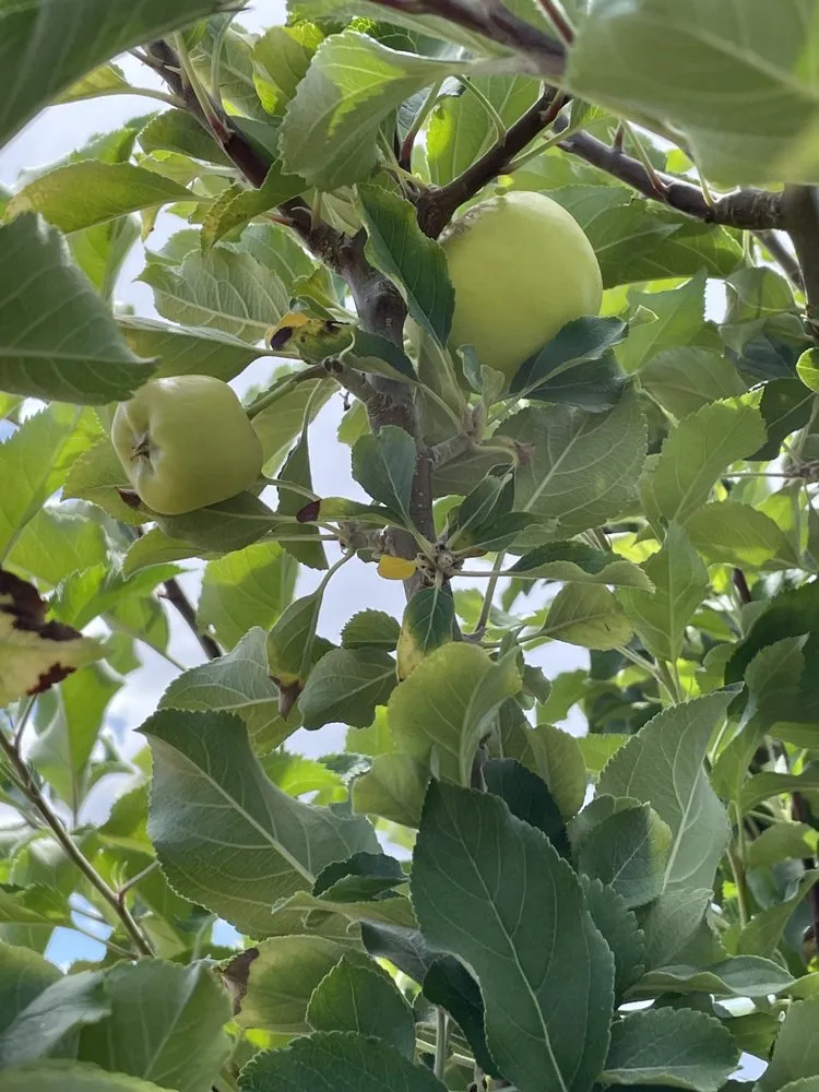 Affordable yard cleanup service for residential properties in Catalina, AZ by Peasleys Landscaping