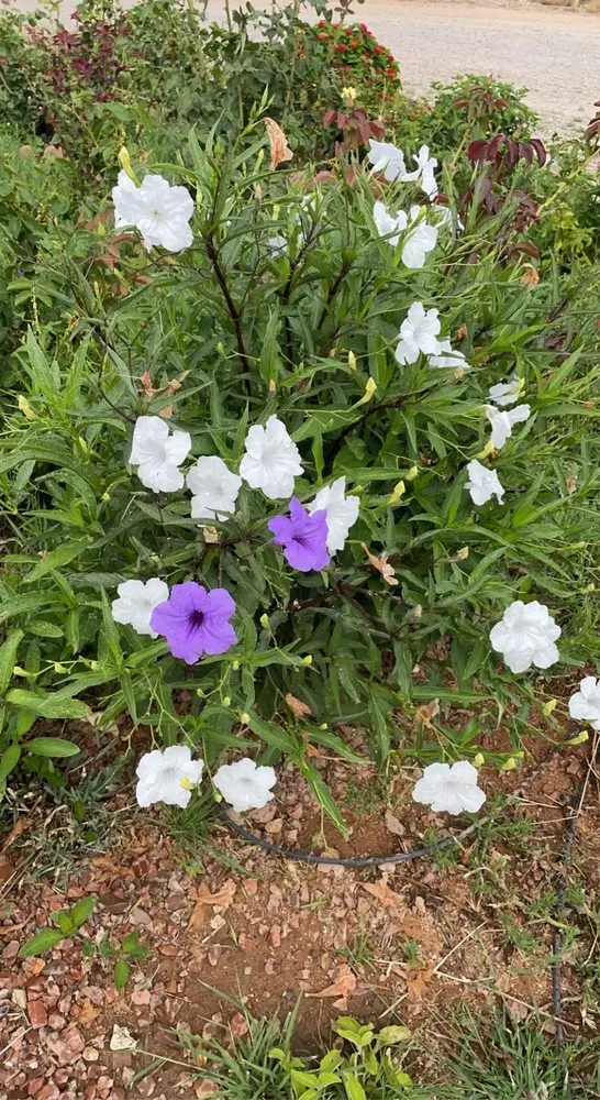 Local landscape installation near you across Catalina, AZ - Peasleys Landscaping