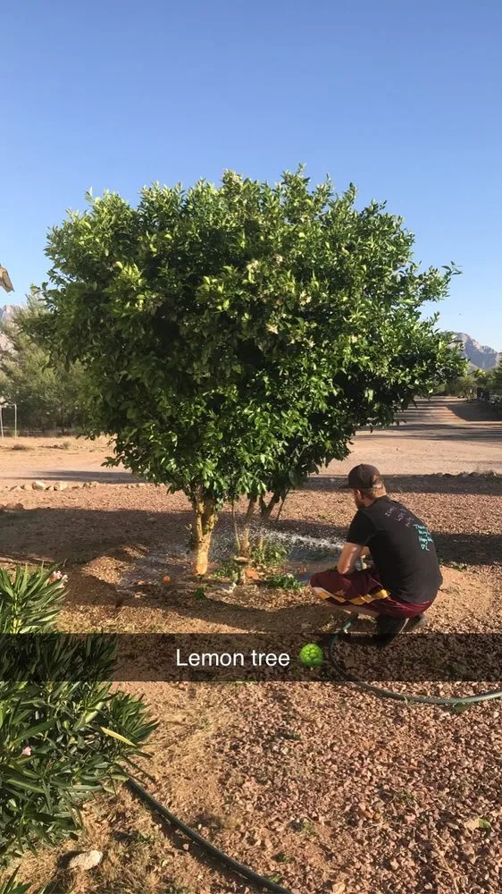 Professional landscape installation for residential properties across Catalina, AZ - Peasleys Landscaping