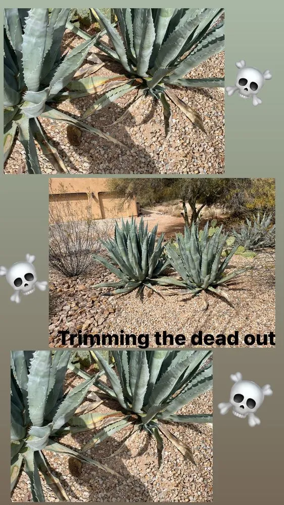 Custom garden landscaping in Catalina, AZ by Peasleys Landscaping