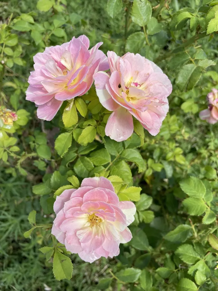 Custom yard cleanup service experts serving Catalina, AZ - Peasleys Landscaping