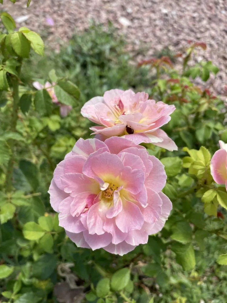 Trusted residential landscaping in Catalina, AZ - Peasleys Landscaping