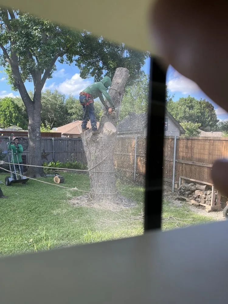 Local residential landscaping in Garland, TX by Pecan Tree Service