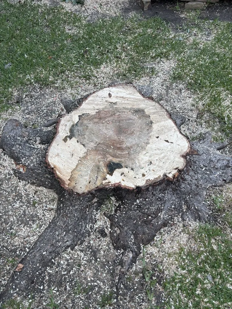 Custom outdoor landscaping experts serving Garland, TX - Pecan Tree Service