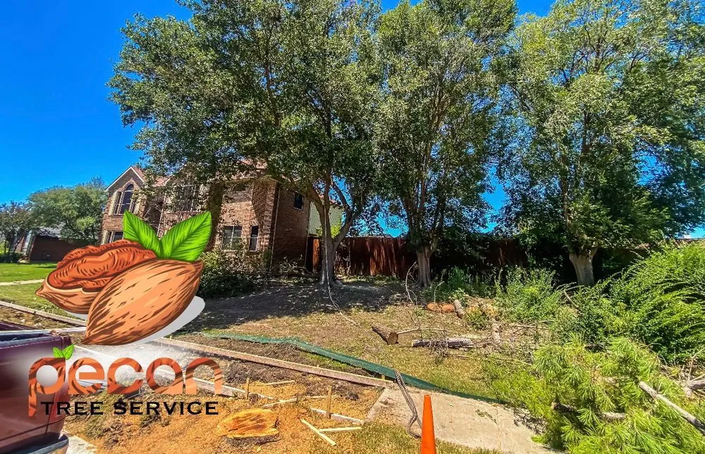 Local yard maintenance experts serving Garland, TX - Pecan Tree Service