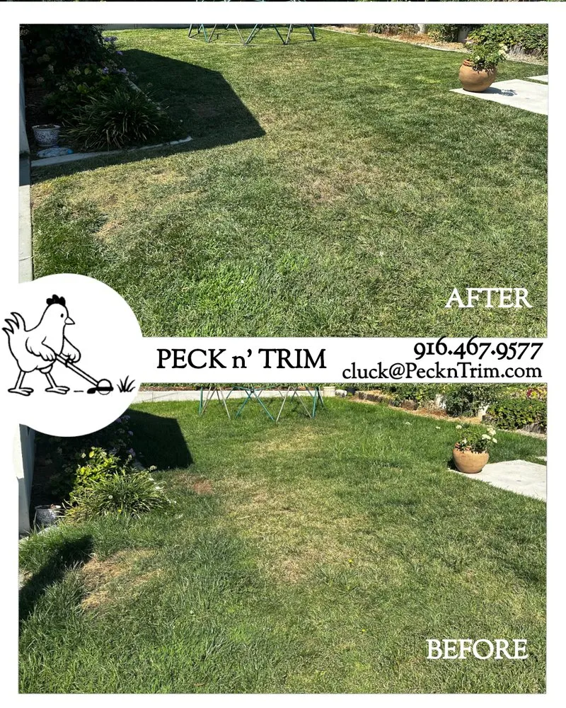 Affordable landscaping services with custom design in Fair Oaks, CA by Peck n' Trim