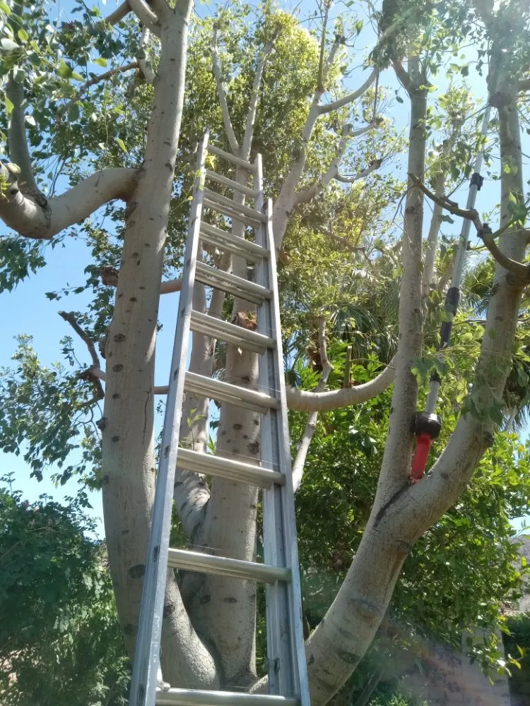 Professional lawn mowing service for homes in La Quinta, CA by Pedraza Landscape & Services