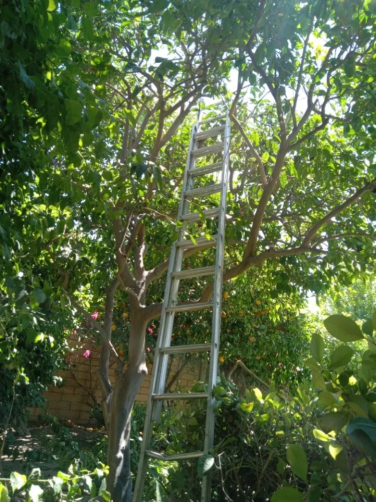 Expert lawn care service for year-round maintenance in La Quinta, CA by Pedraza Landscape & Services