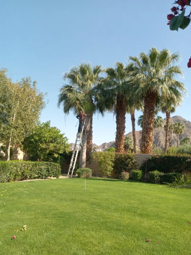 Professional landscape design for residential properties in La Quinta, CA by Pedraza Landscape & Services
