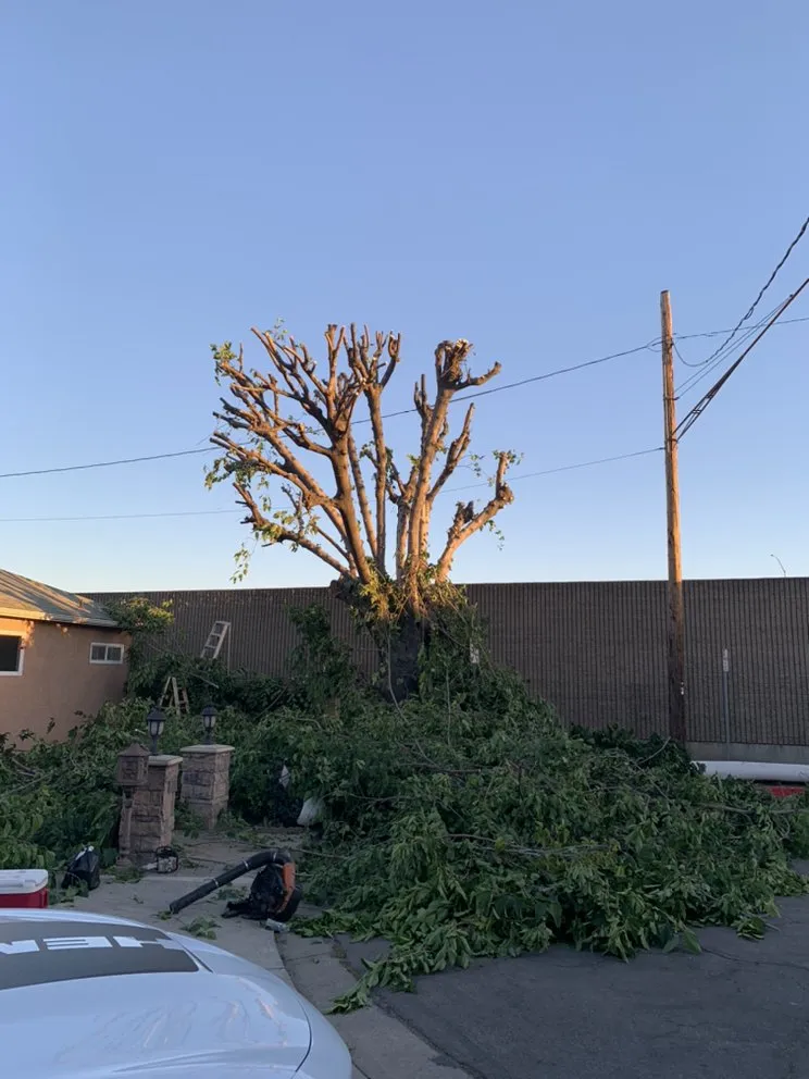 Trusted landscape design in Panorama city, CA by Pedro & Javier Lopez Landscaping