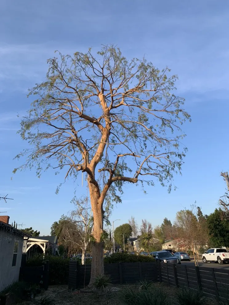 Affordable residential landscaping in Panorama city, CA - Pedro & Javier Lopez Landscaping