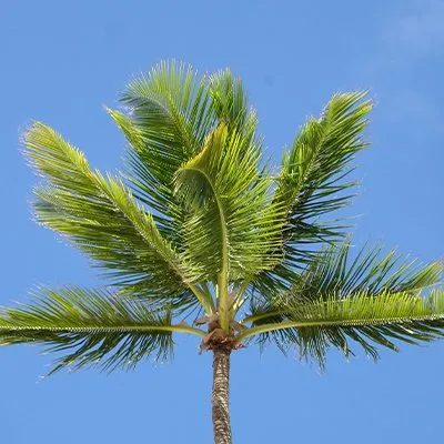 Local landscaping services in Memphis, TN - Pedro & Javier's Tree Service