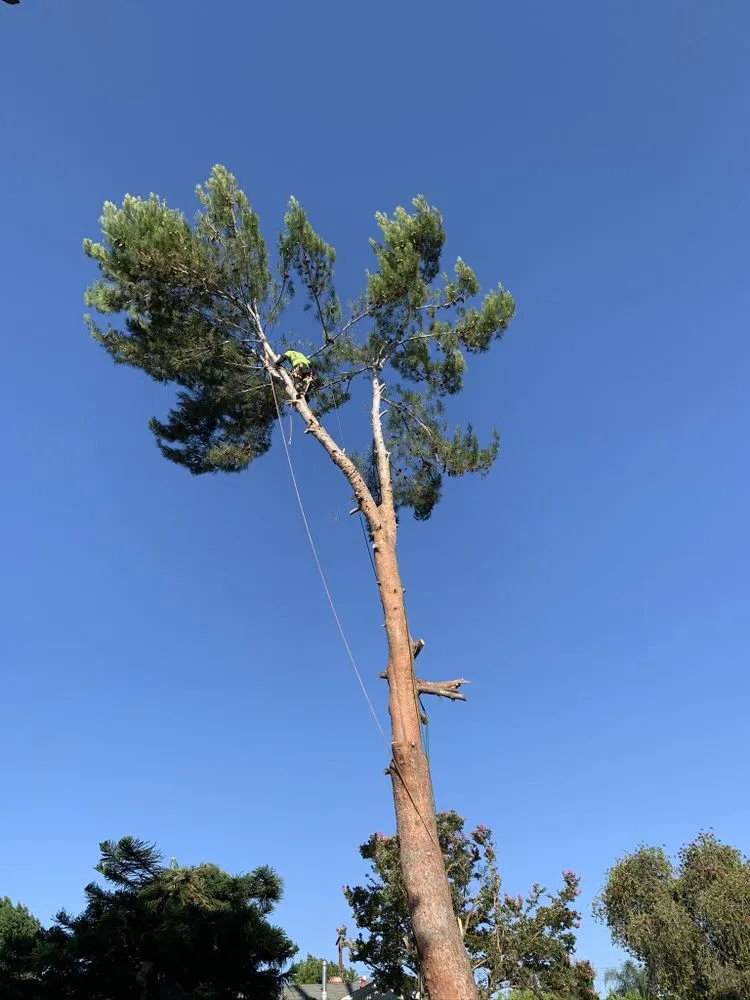 Affordable outdoor landscaping experts serving Memphis, TN - Pedro & Javier's Tree Service