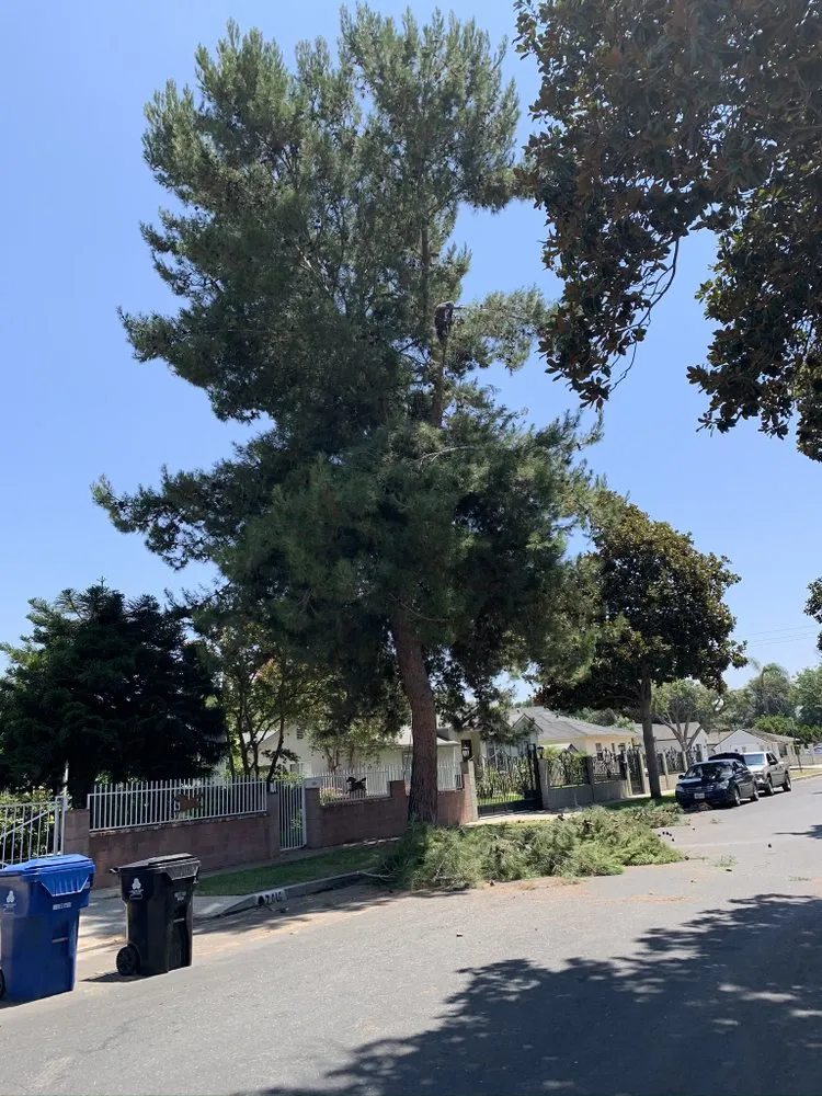 Local landscape installation experts serving Memphis, TN - Pedro & Javier's Tree Service