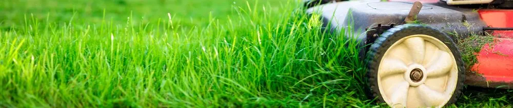 Expert landscape installation for homes in Memphis, TN by Pedro & Javier's Tree Service