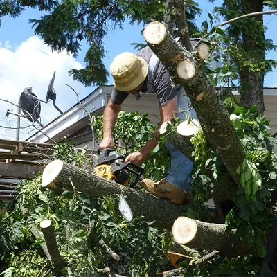 Professional yard cleanup service in Memphis, TN - Pedro & Javier's Tree Service