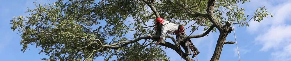 Local landscape installation in Memphis, TN by Pedro & Javier's Tree Service