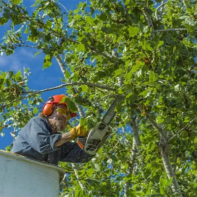 Expert landscape installation for year-round maintenance in Memphis, TN by Pedro & Javier's Tree Service