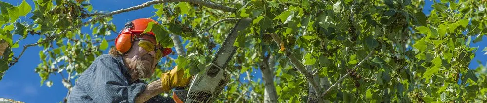 Expert landscaping services experts serving Memphis, TN - Pedro & Javier's Tree Service