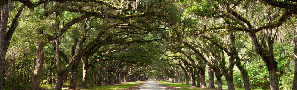 Affordable outdoor landscaping for outdoor upgrades across Memphis, TN - Pedro & Javier's Tree Service